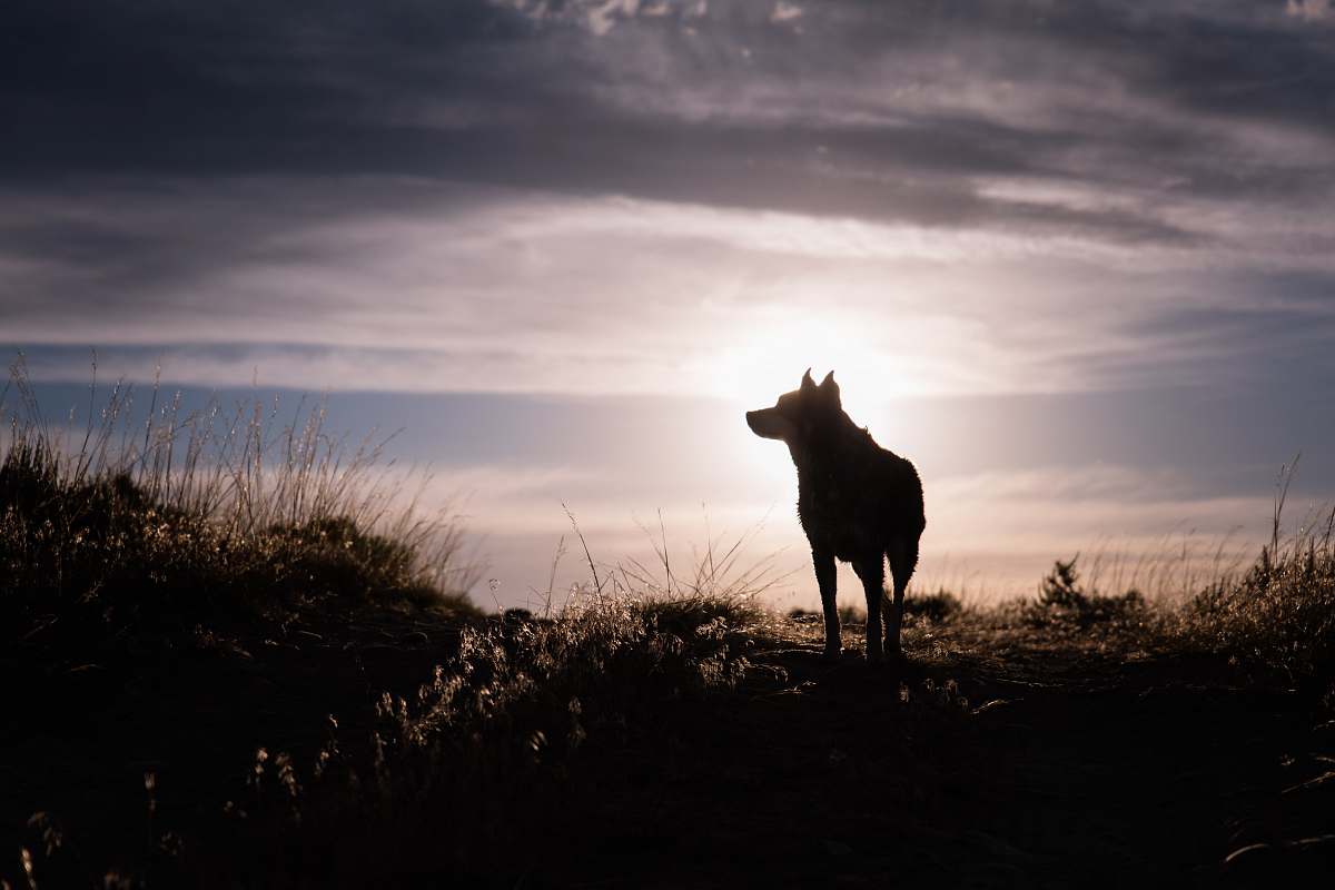 flaming gorge reservoir silhouette of a wolf during sunrise silhouette